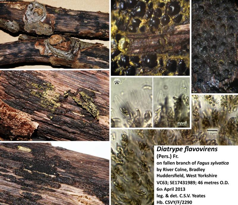 macrostoma