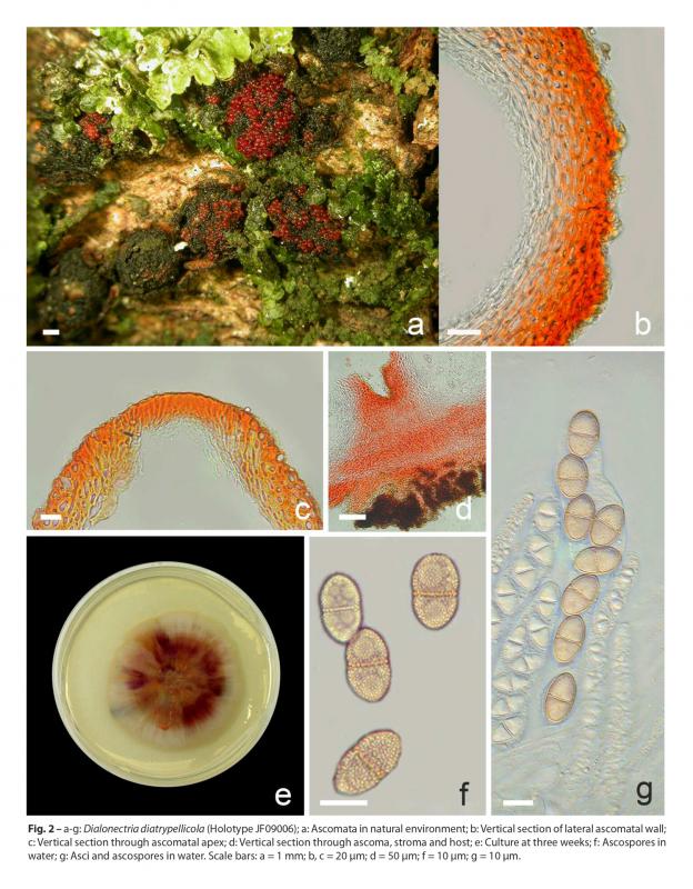 macrostoma