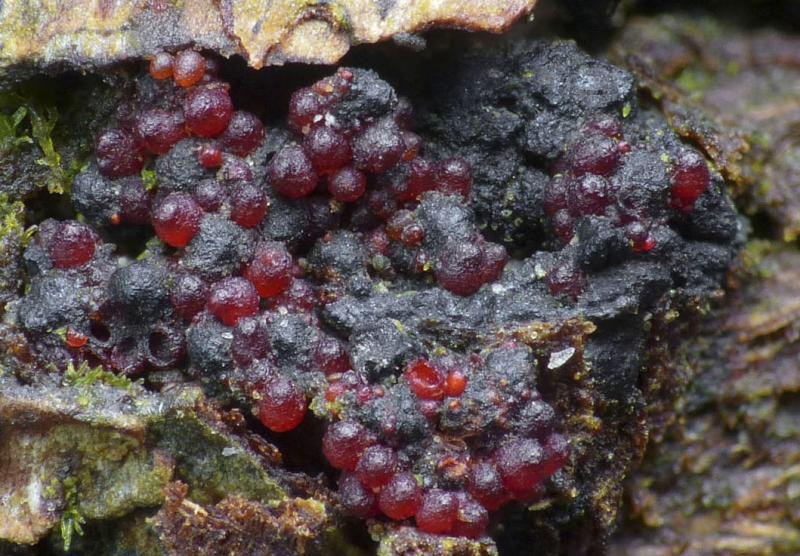 macrostoma