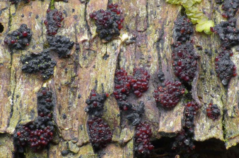 macrostoma