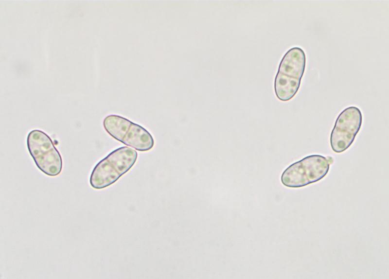 macrostoma