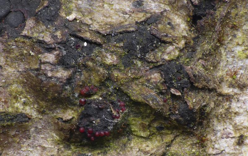 macrostoma
