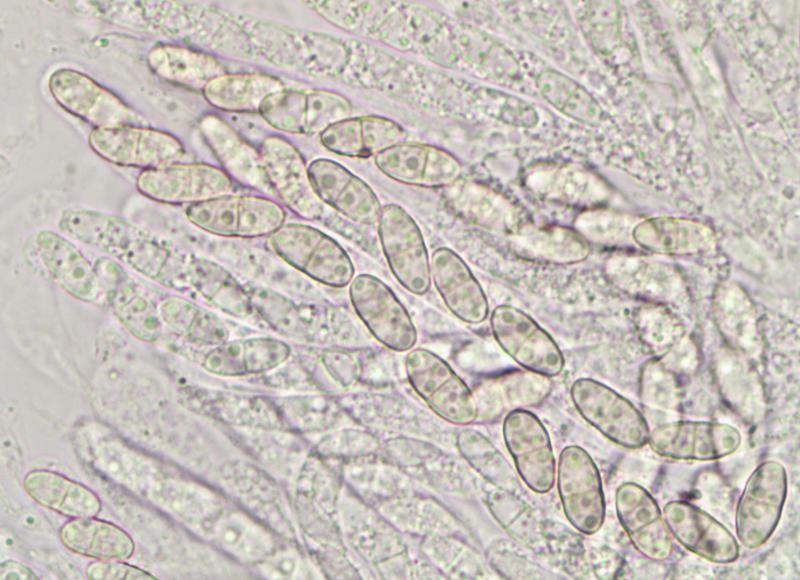 macrostoma