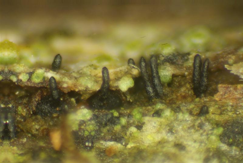 macrostoma