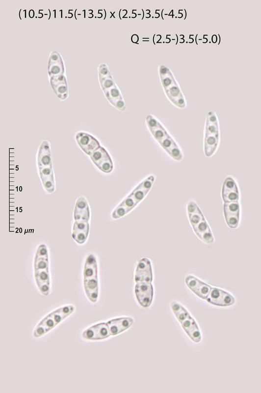 macrostoma