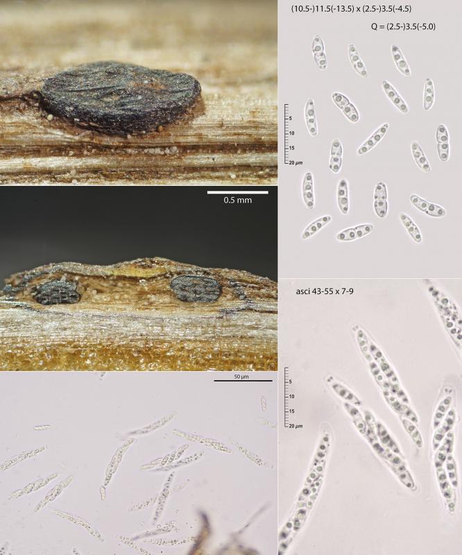macrostoma