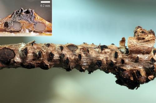 macrostoma
