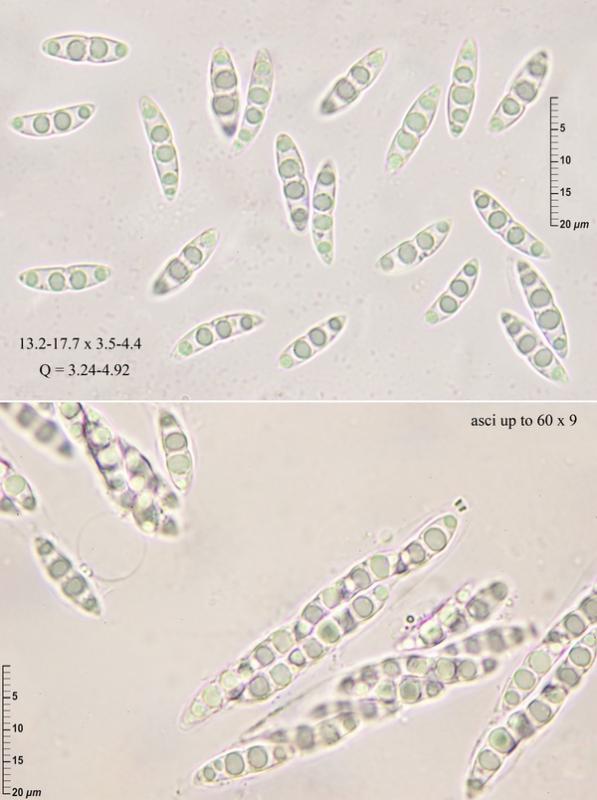 macrostoma