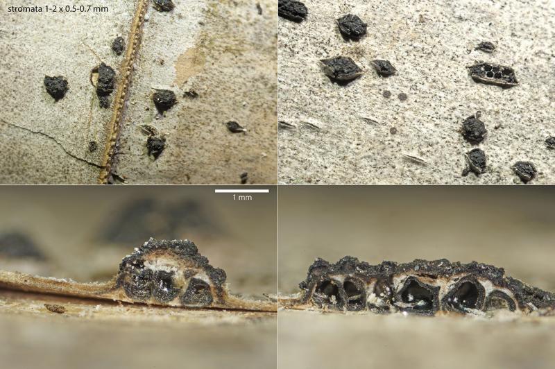 macrostoma