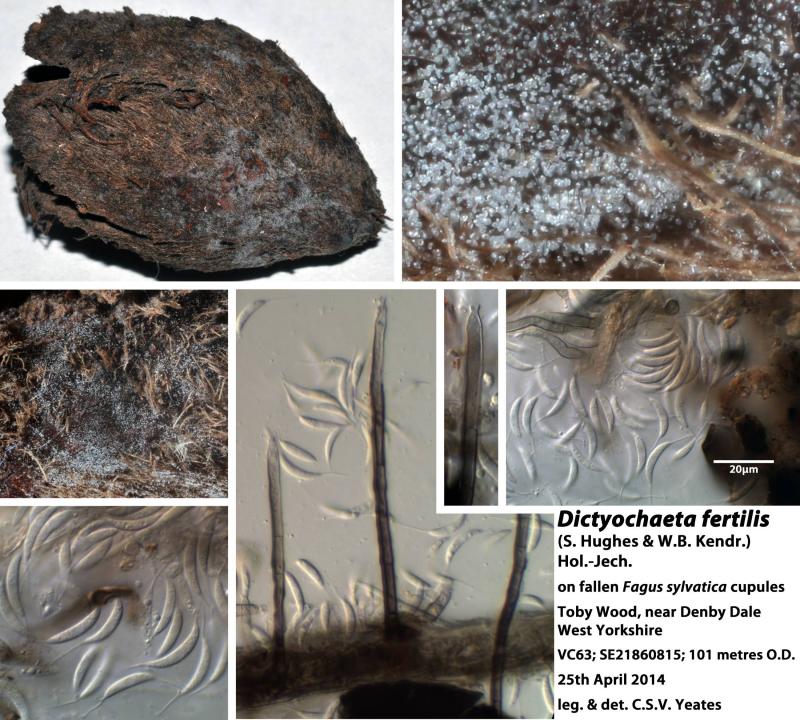 macrostoma