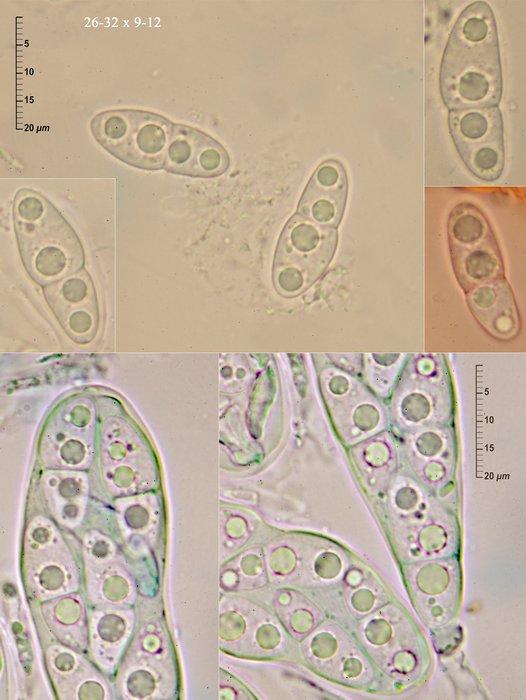 macrostoma