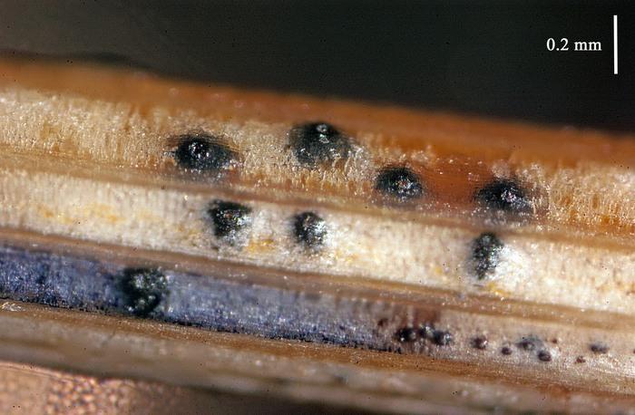 macrostoma