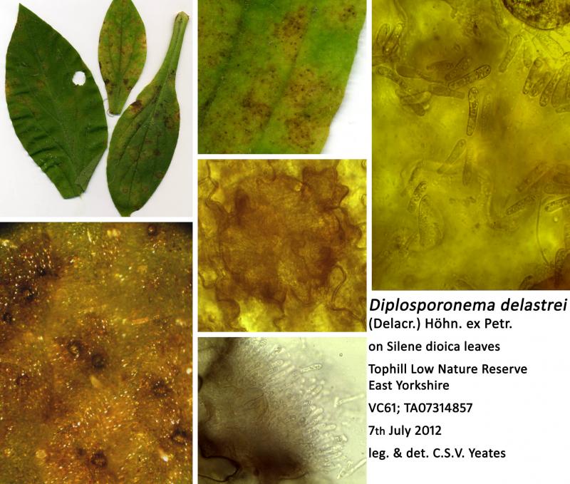 macrostoma