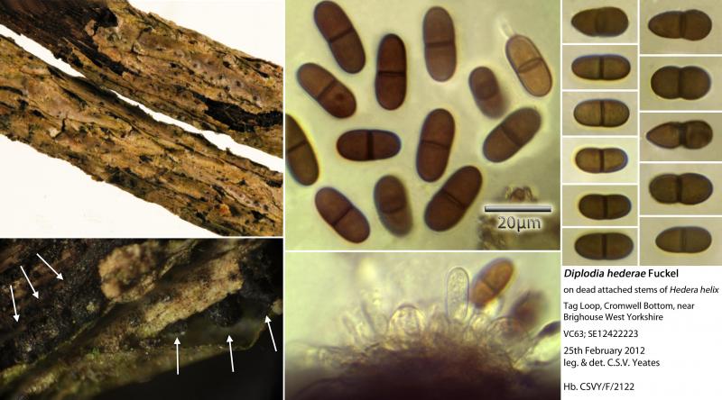 macrostoma