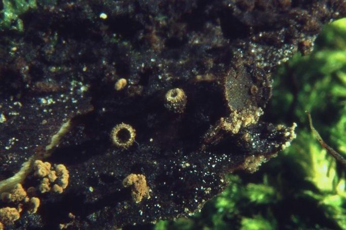 macrostoma
