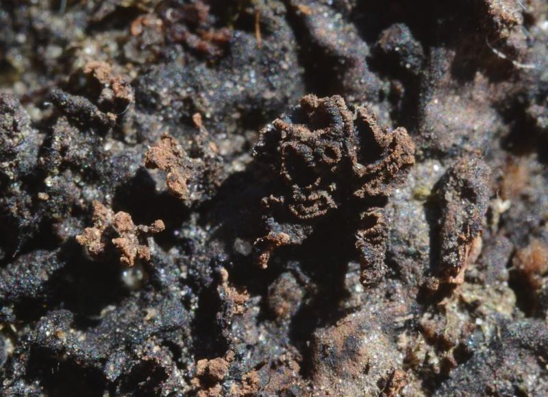 macrostoma