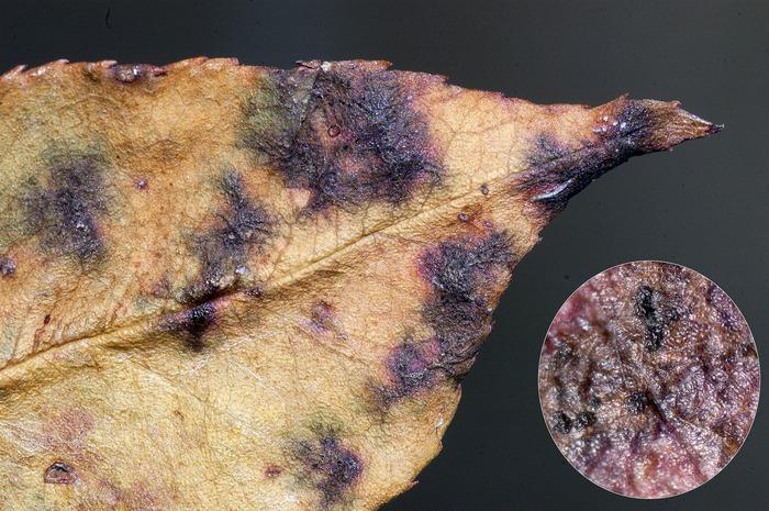 macrostoma