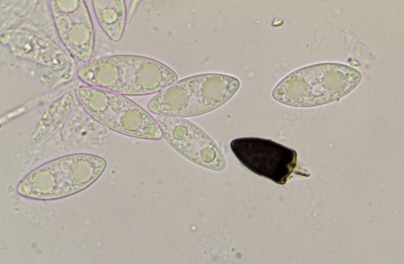 macrostoma