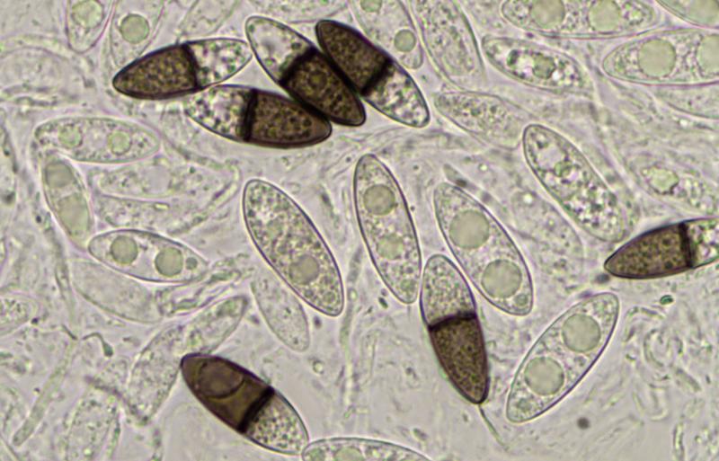 macrostoma
