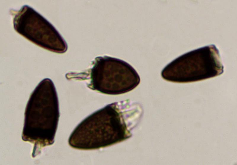 macrostoma