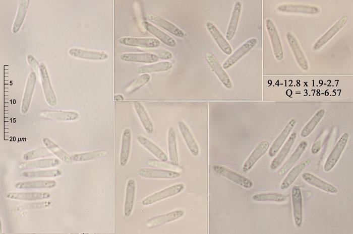macrostoma