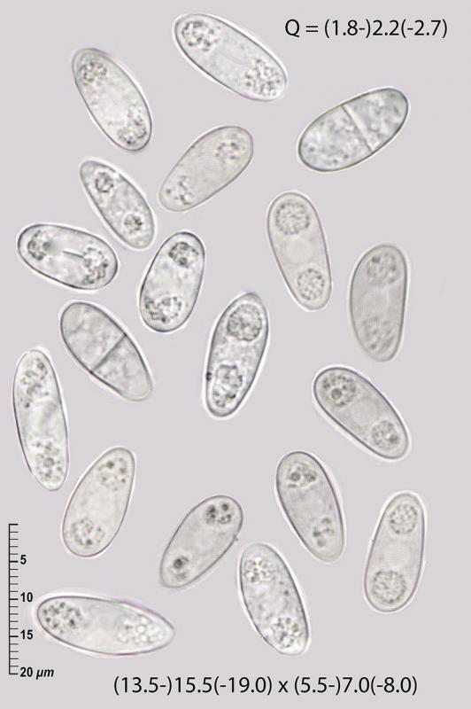 macrostoma