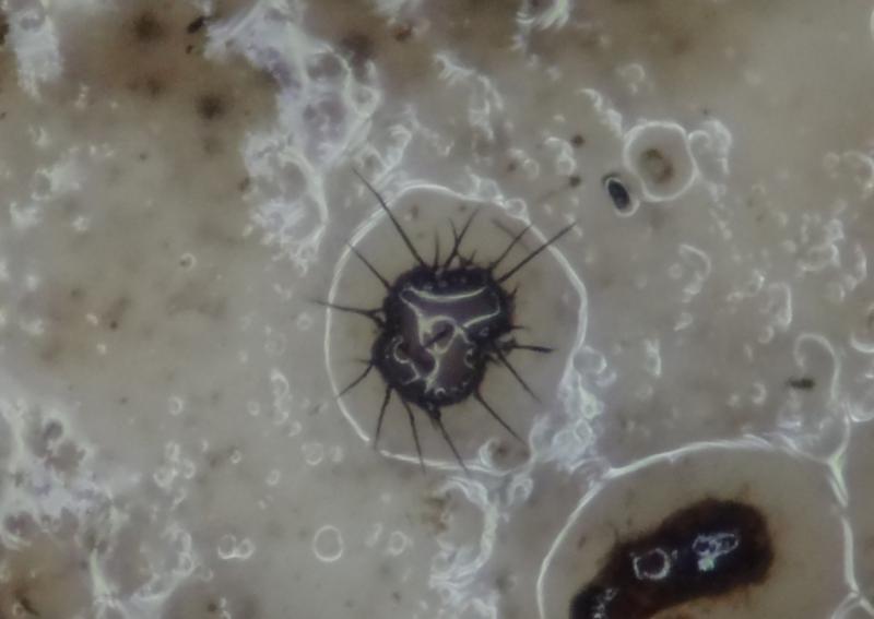 macrostoma