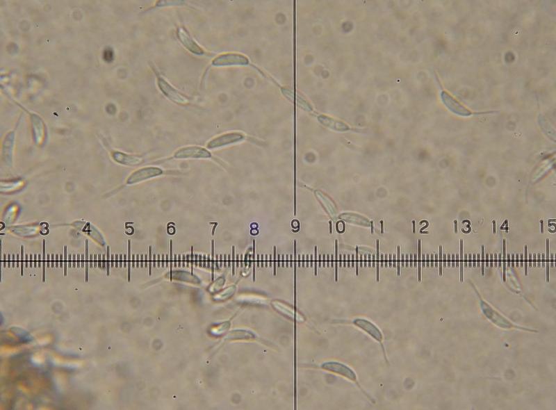 macrostoma