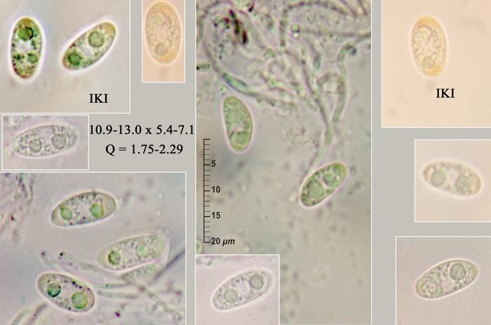 macrostoma