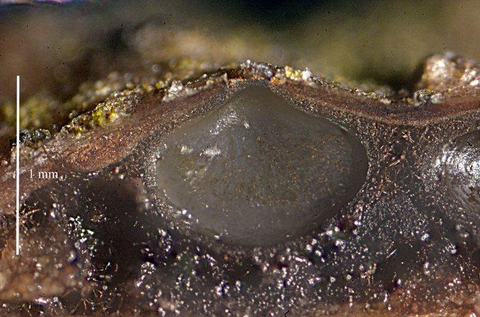 macrostoma