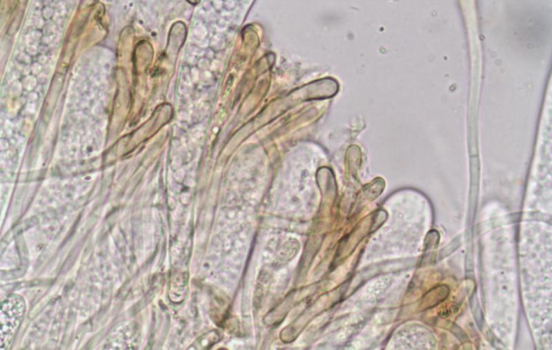 macrostoma