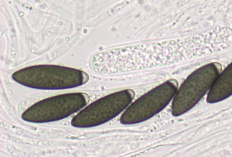 macrostoma