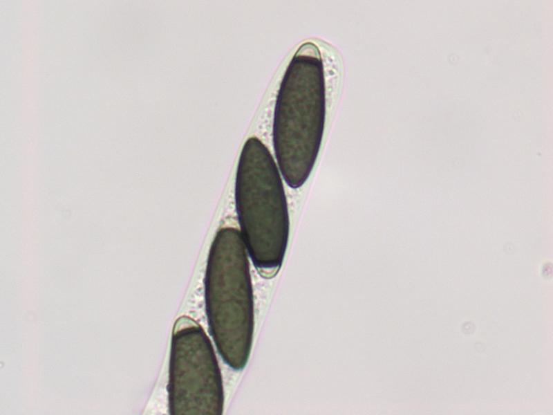 macrostoma