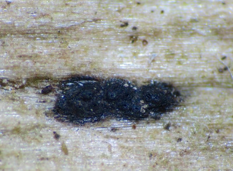 macrostoma