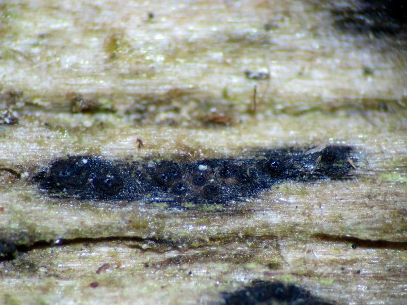macrostoma