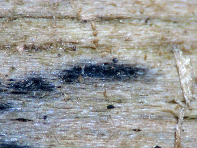 macrostoma