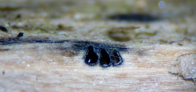 macrostoma