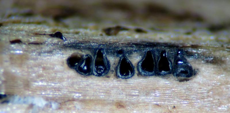 macrostoma