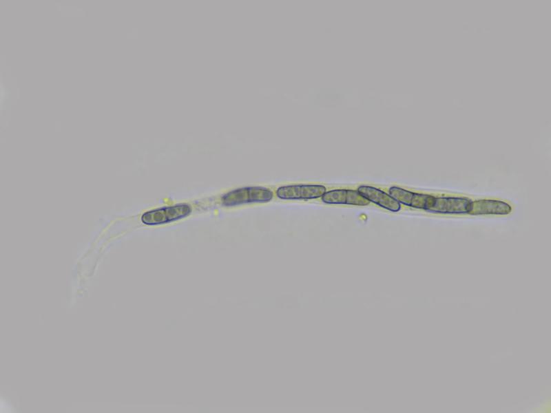macrostoma