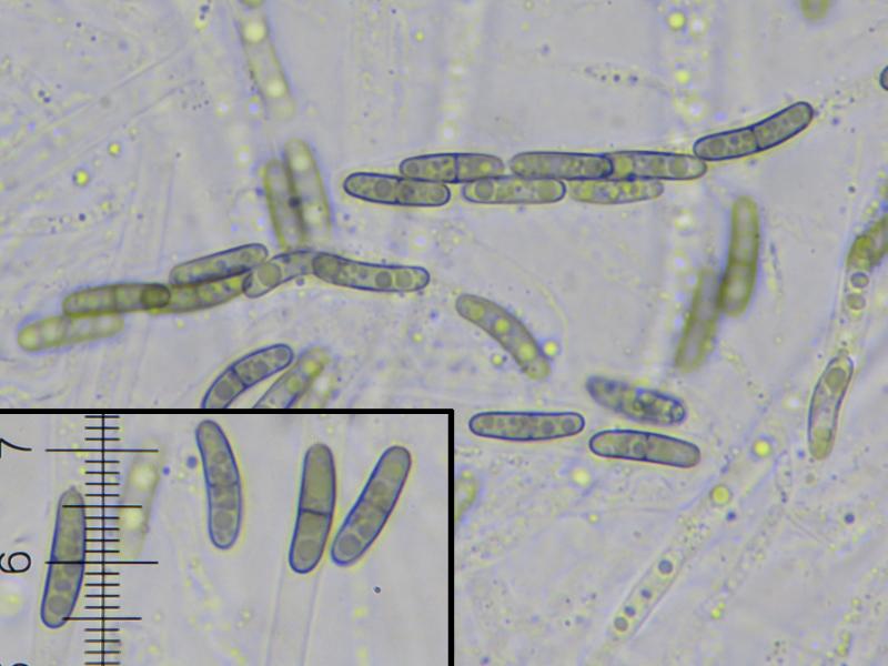 macrostoma