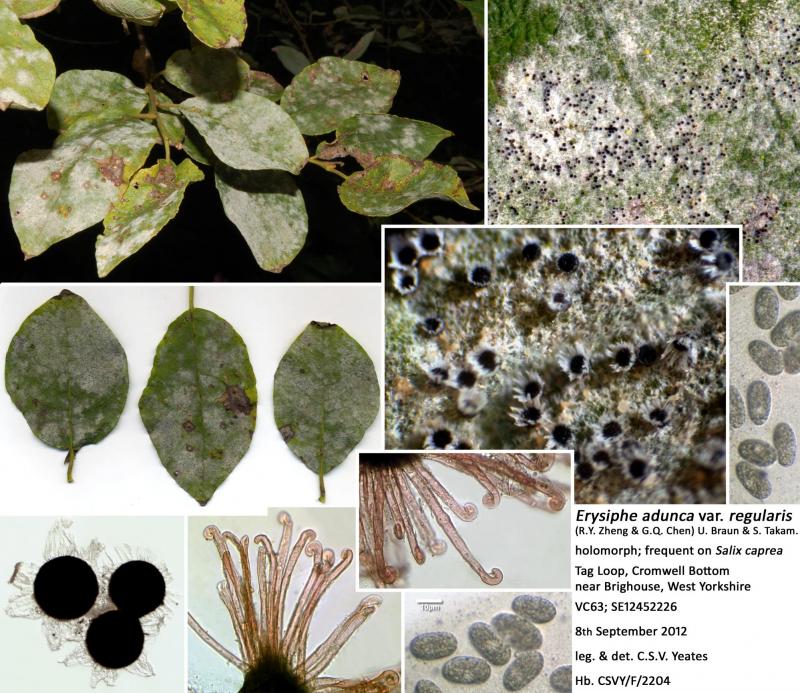 macrostoma