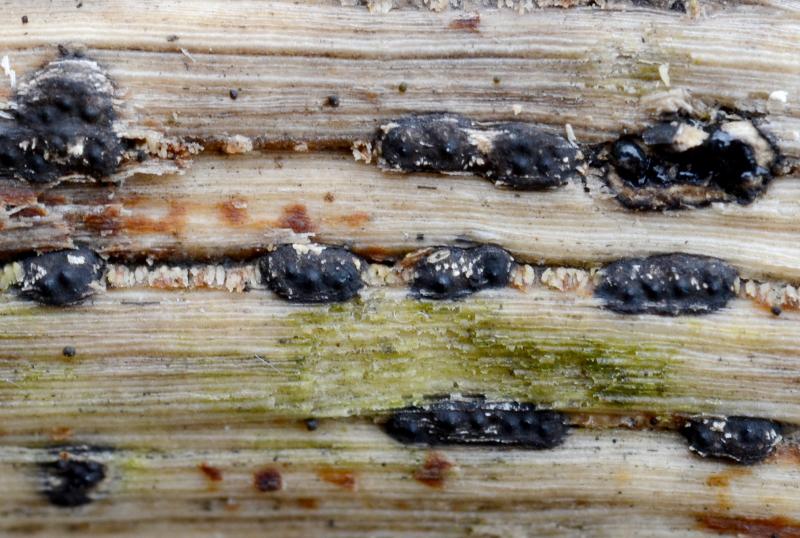 macrostoma