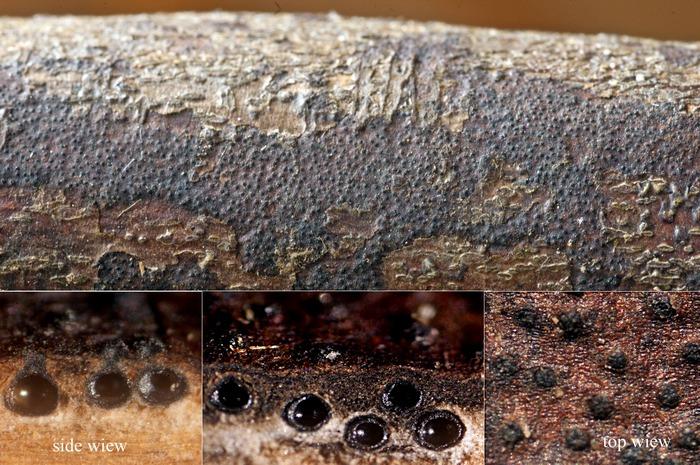 macrostoma