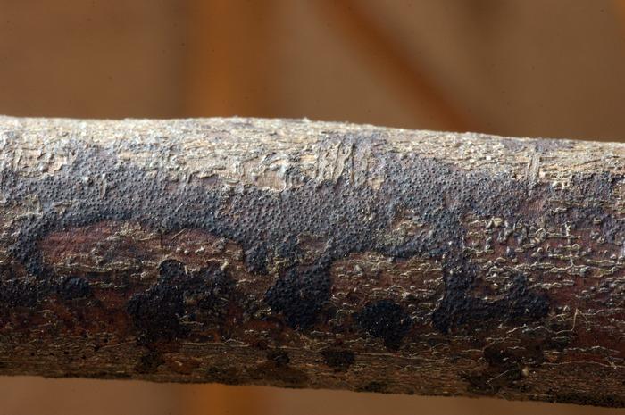 macrostoma