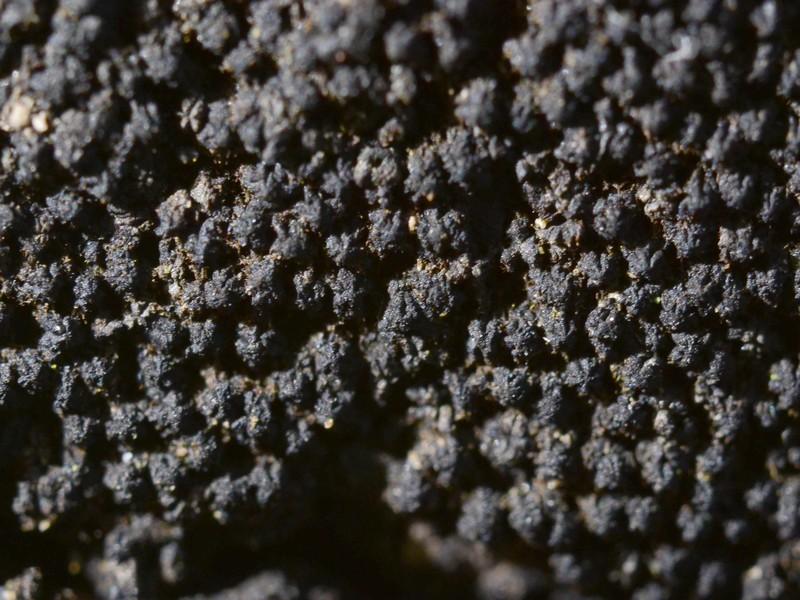 macrostoma