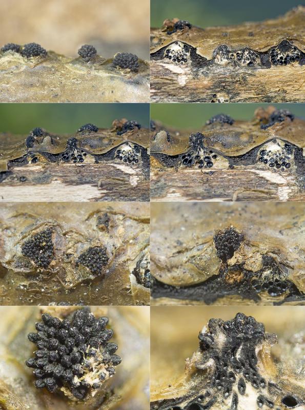 macrostoma