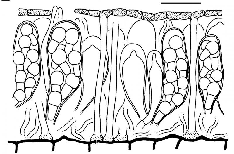 macrostoma