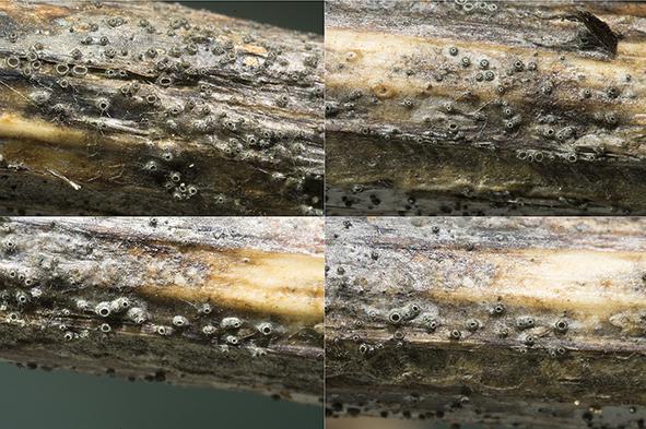 macrostoma