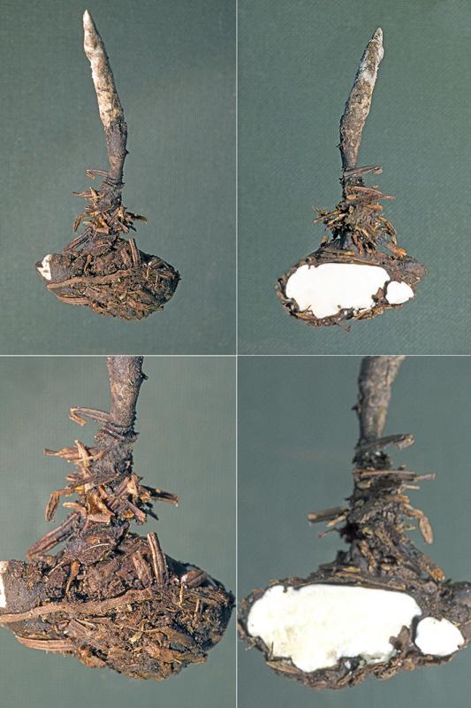 macrostoma