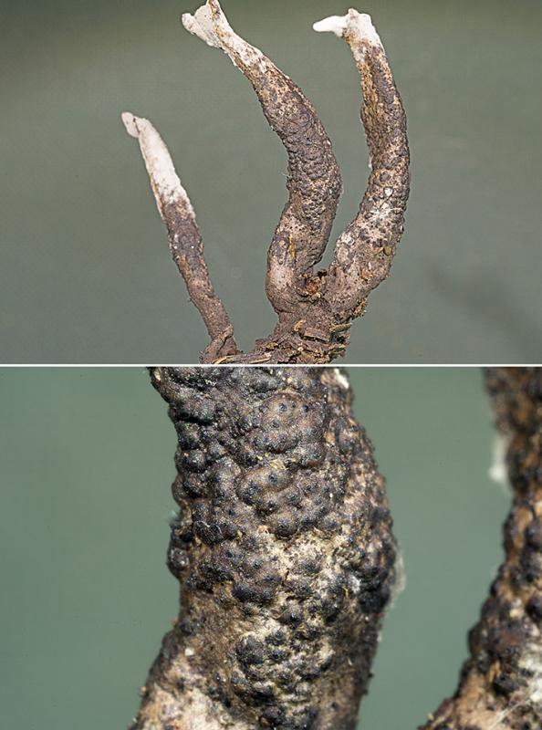 macrostoma